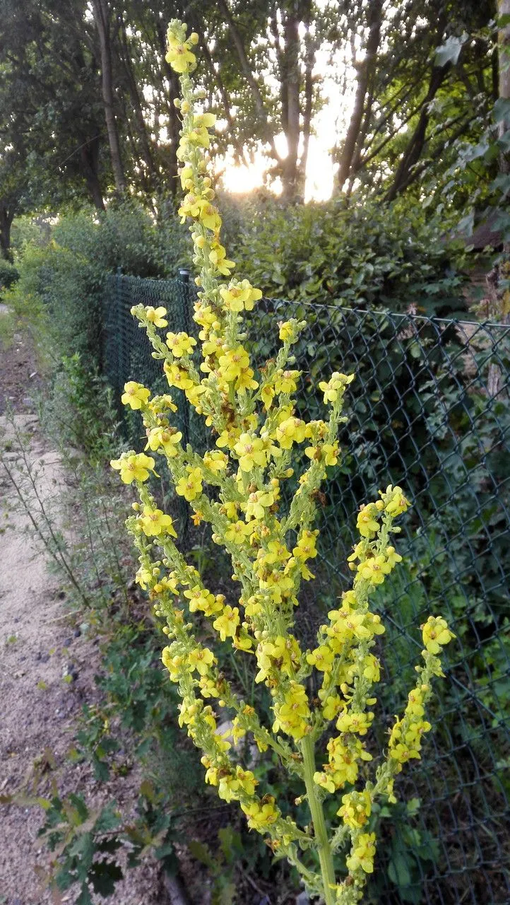 Hungarian mullein (Verbascum speciosum, Hort. Gott.: 22 (1809))