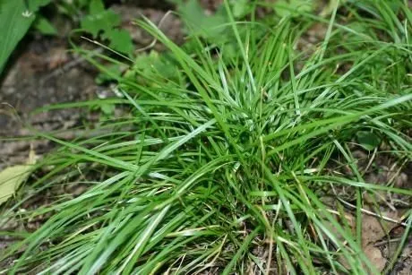 Grass sedge (Carex jamesii, Ann. Lyceum Nat. Hist. New York 1: 67 (1824))