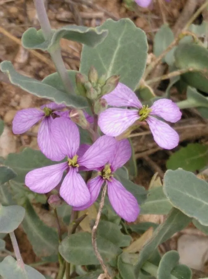 Violet-cabbage (Moricandia arvensis, Syst. Nat. 2: 626 (1821))