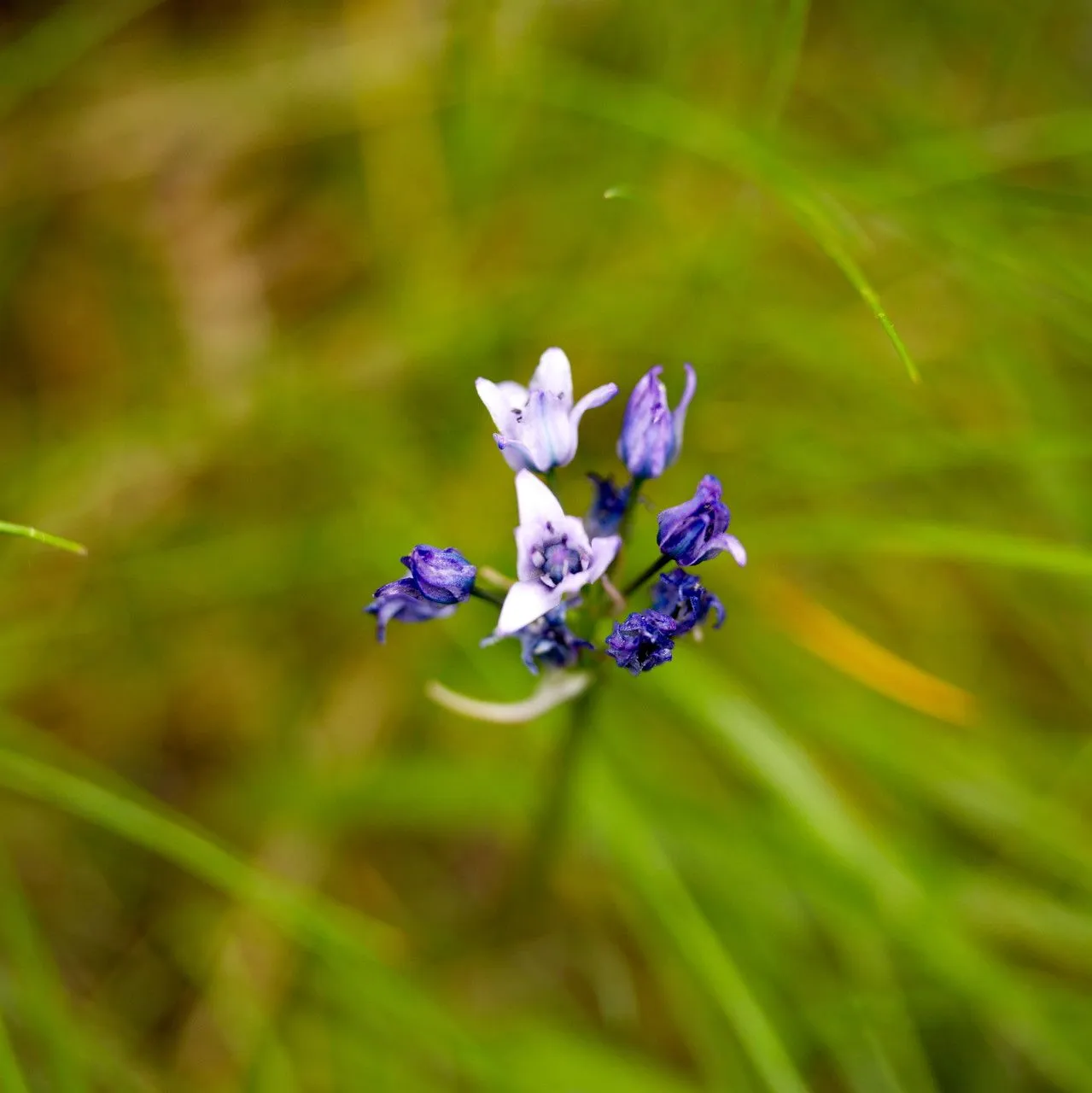 Wild hyacinth (Triteleia grandiflora, Edwards’s Bot. Reg. 15: t. 1293 (1830))