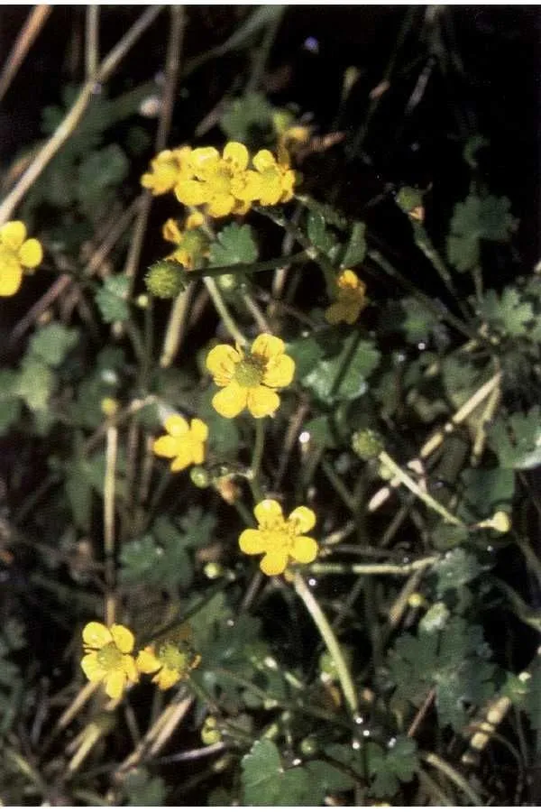 Gmelin’s buttercup (Ranunculus gmelinii, Syst. Nat. 1: 303 (1817))