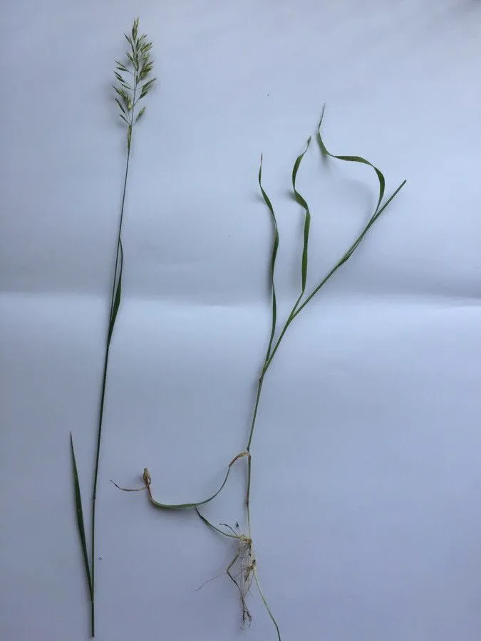 Yellow oatgrass (Trisetum flavescens, Ess. Agrostogr.: 88 (1812))