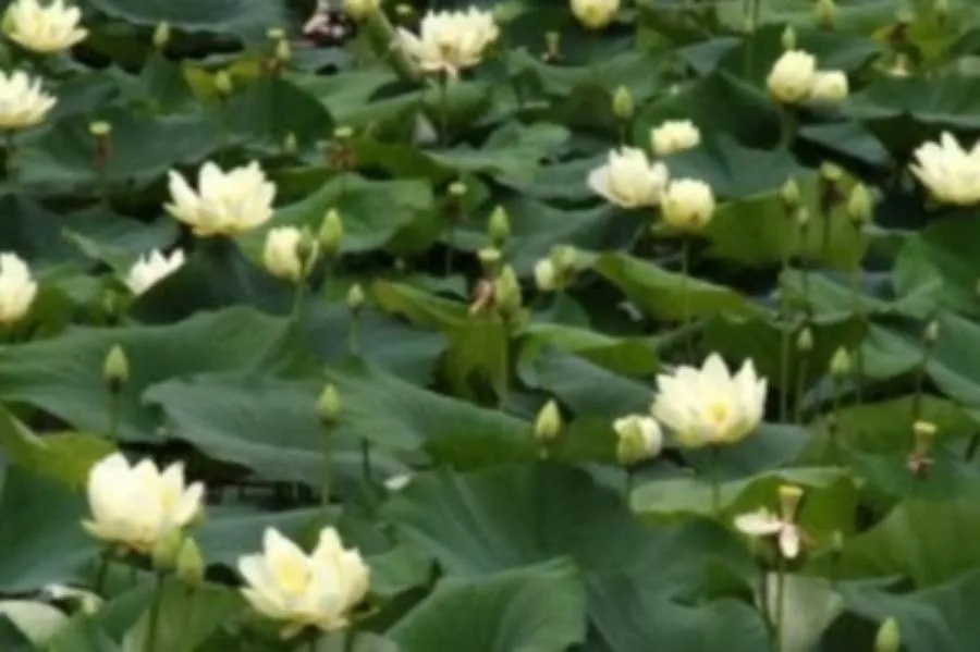 Volée (Nelumbo lutea, Syn. Pl. 2: 92 (1806))