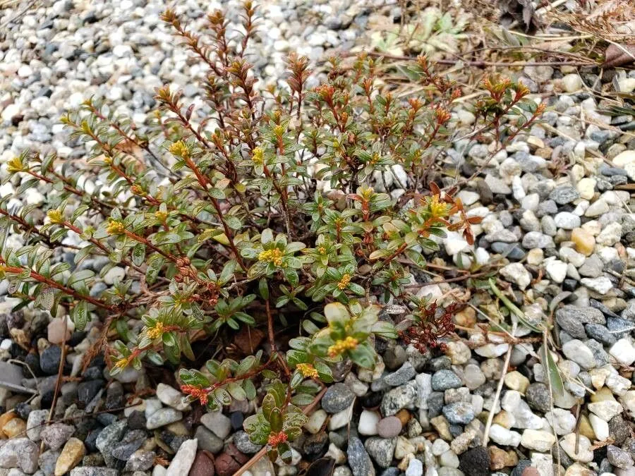 Sandmyrtle (Kalmia buxifolia, Nordic J. Bot. 26: 47 (2008))