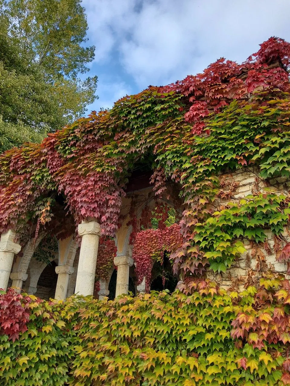 Boston-ivy (Parthenocissus tricuspidata, A.L.P.P.de Candolle & A.C.P.de Candolle, Monogr. Phan. 5: 452 (1887))