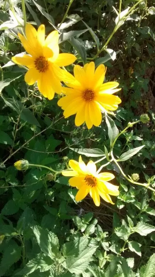 Jerusalem-artichoke (Helianthus tuberosus, Sp. Pl.: 905 (1753))