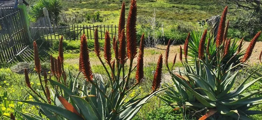 Bitter aloe (Aloe ferox, Gard. Dict. ed. 8: n.º 22 (1768))