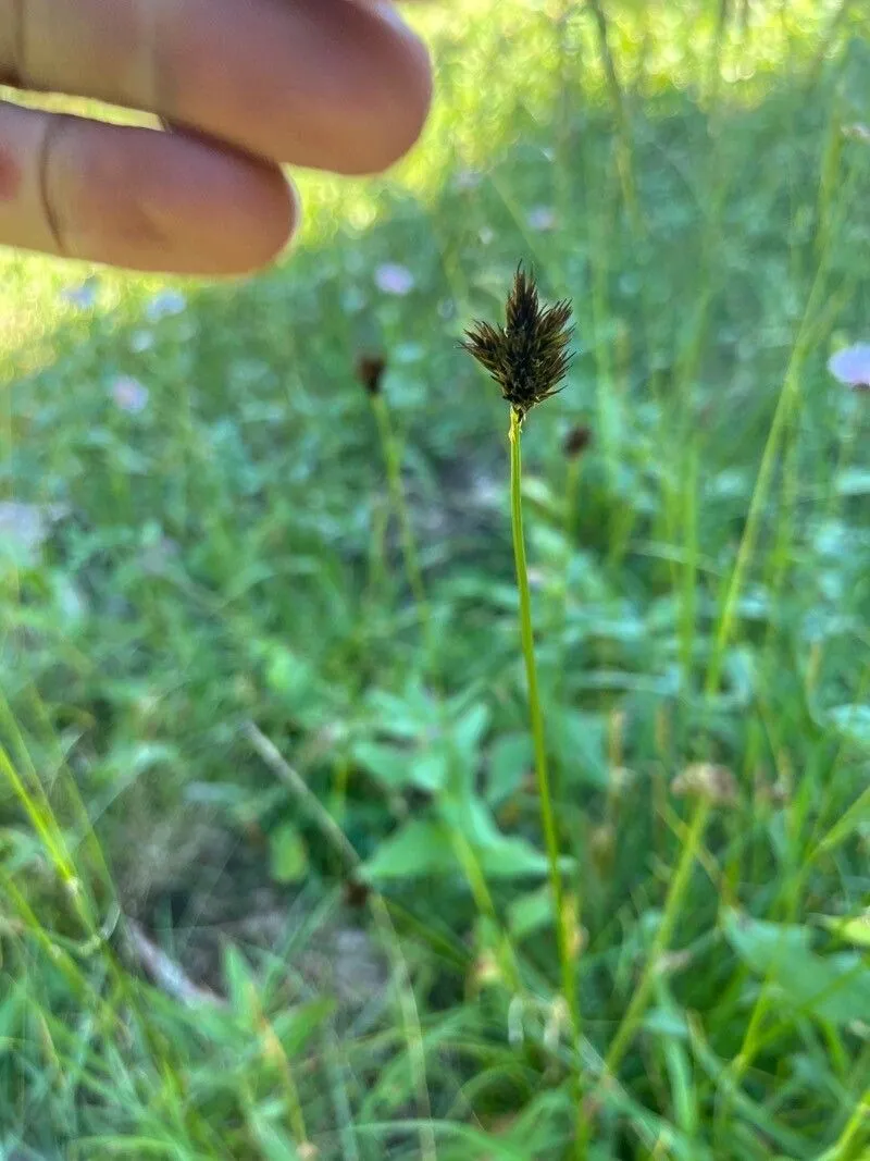 Smallwing sedge (Carex microptera, Muhlenbergia 5: 56 (1909))