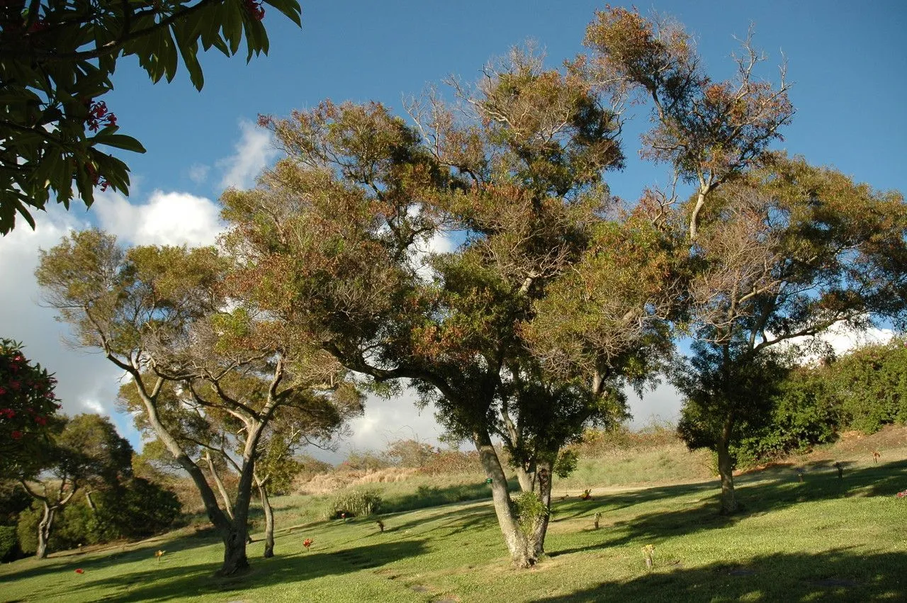 Formosan koa (Acacia confusa, Philipp. J. Sci., C 5: 27 (1910))