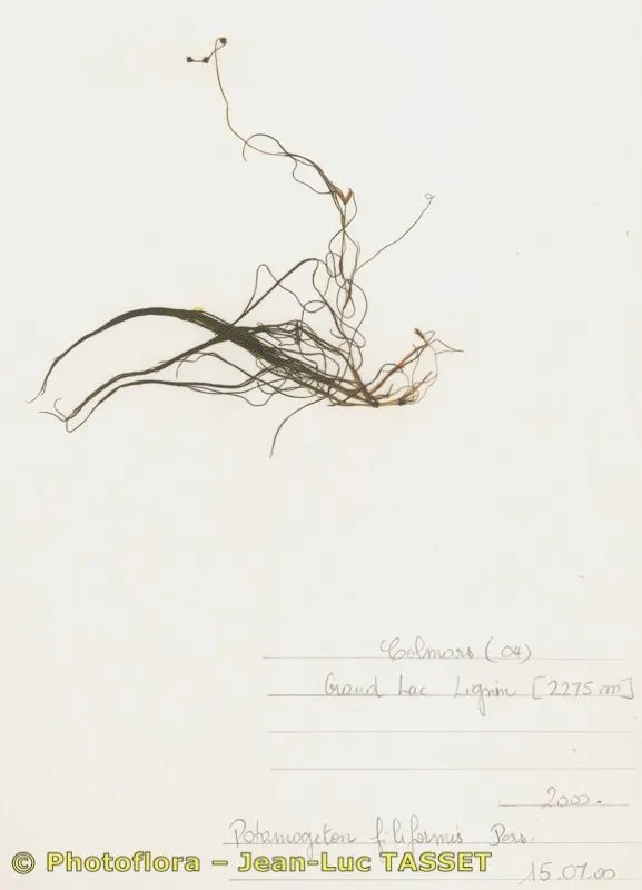 Fineleaf pondweed (Stuckenia filiformis, Fl. Deut. Volk: 713 (1912))