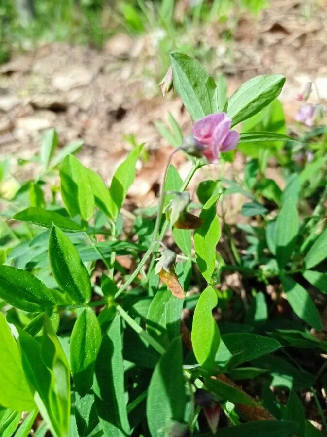 Bitter-vetch (Lathyrus linifolius, Feddes Repert. 82: 434 (1971))