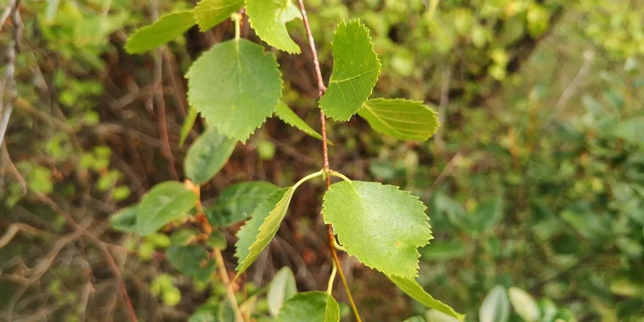 Water birch (Betula occidentalis, Fl. Bor.-Amer. 2: 155 (1838))