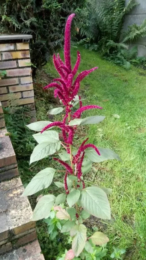 Inca-wheat (Amaranthus caudatus, Sp. Pl.: 990 (1753))