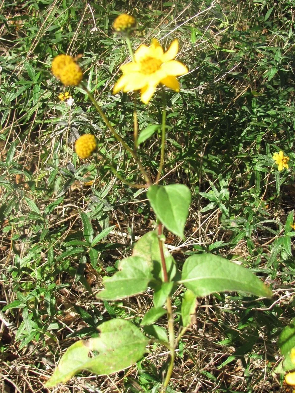 Toothleaf (Viguiera dentata, Syst. Veg. 3: 615 (1826))