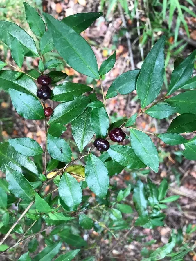 Birdcherry (Eugenia monticola, Prodr. 3: 275 (1828))