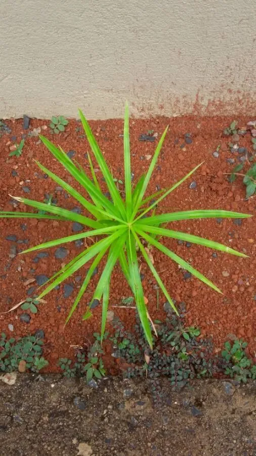 Umbrella sedge (Cyperus involucratus, None)