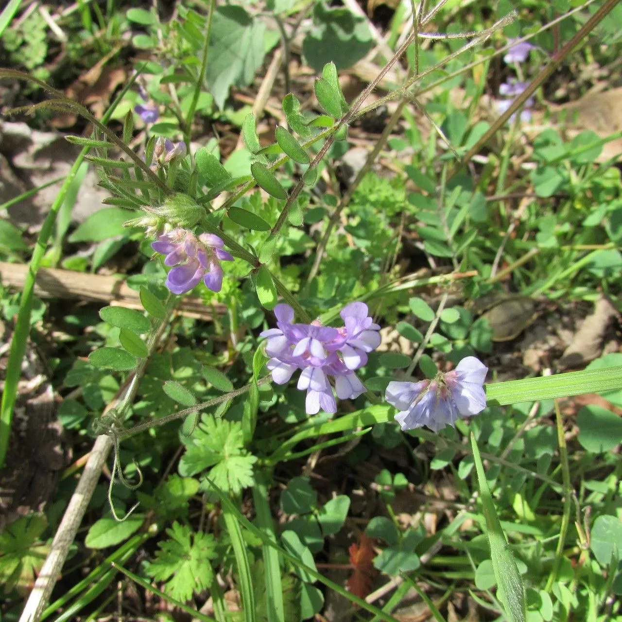 Louisiana vetch (Vicia ludoviciana, J. Torrey & A. Gray, Fl. N. Amer. 1:271. 1838)