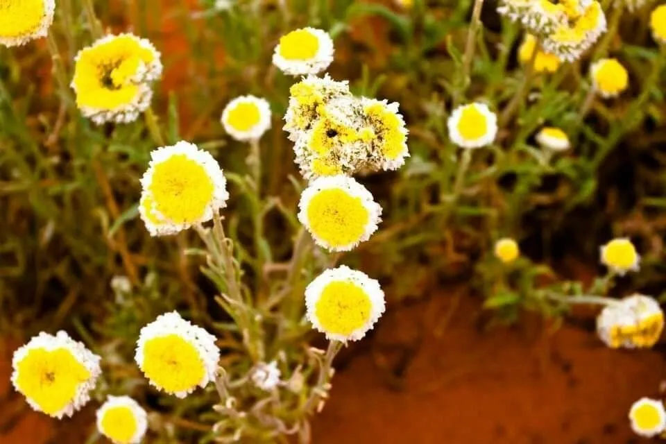 Poached egg daisy (Polycalymma stuartii, Linnaea 25: 494 (1853))