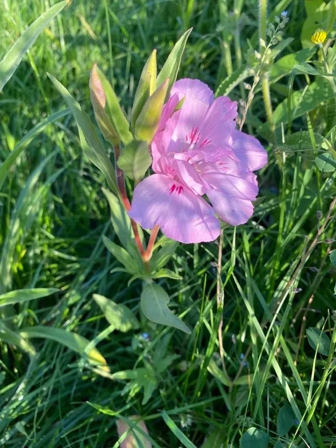 Godetia (Clarkia amoena, Bot. Gaz. 65: 62 (1918))