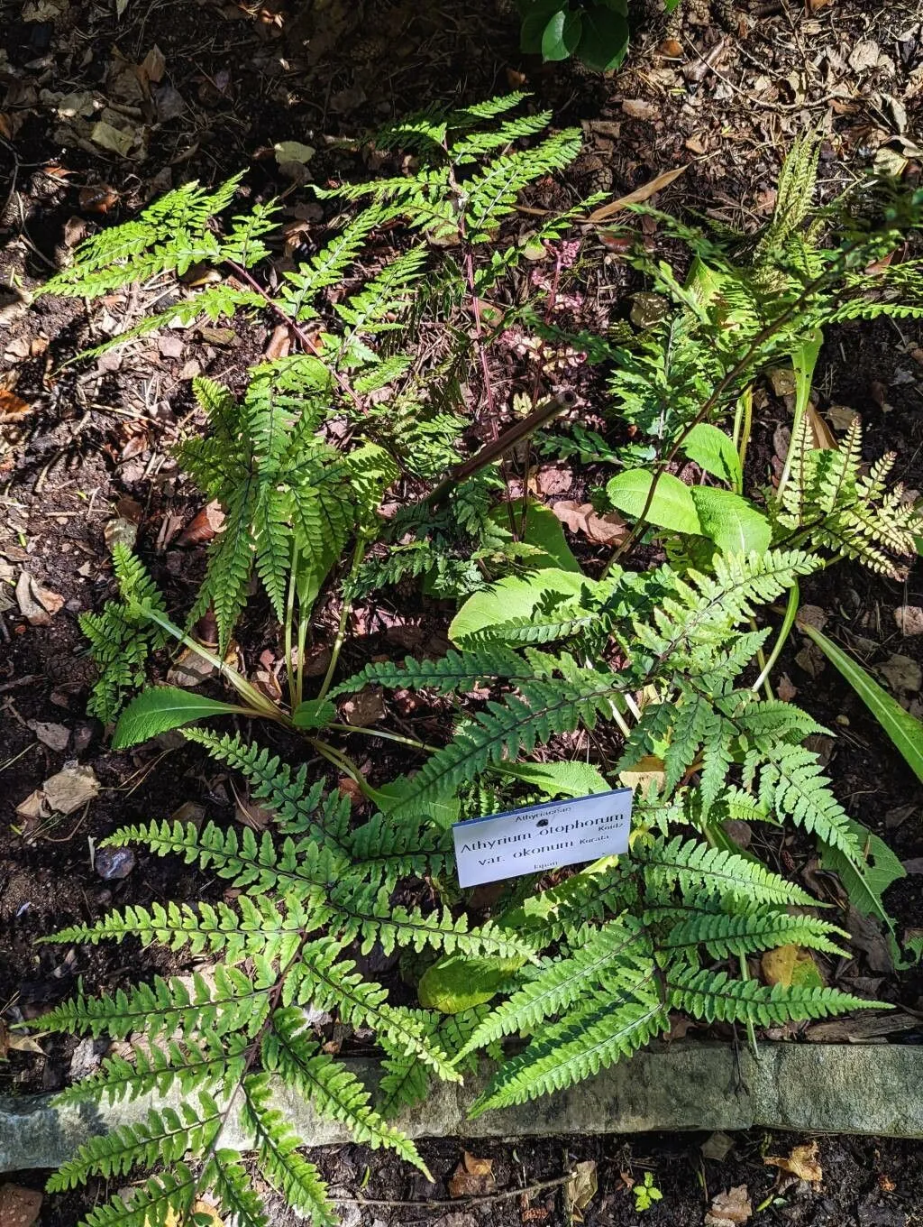 Auriculate lady fern (Athyrium otophorum, Fl. Symb. Orient.-Asiat.: 40 (1930))