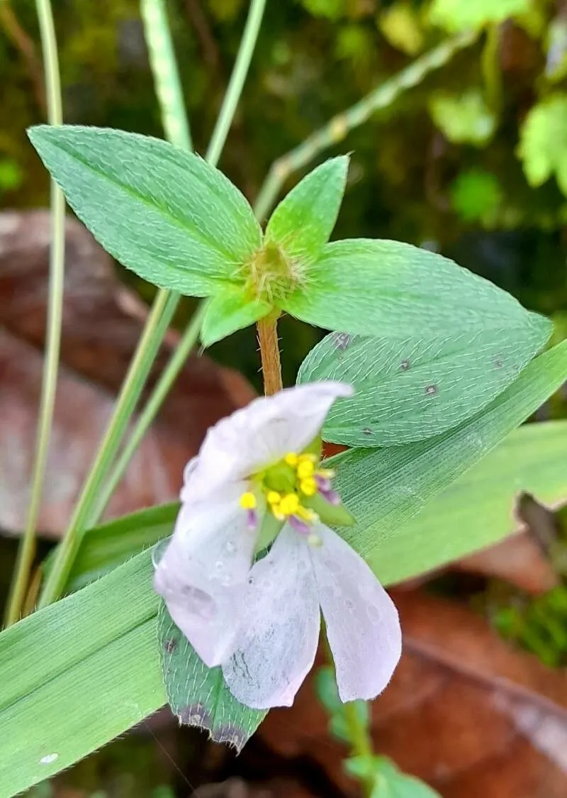 False meadowbeauty (Pterolepis glomerata, Comm. Phytogr. 2: 78 (1840))