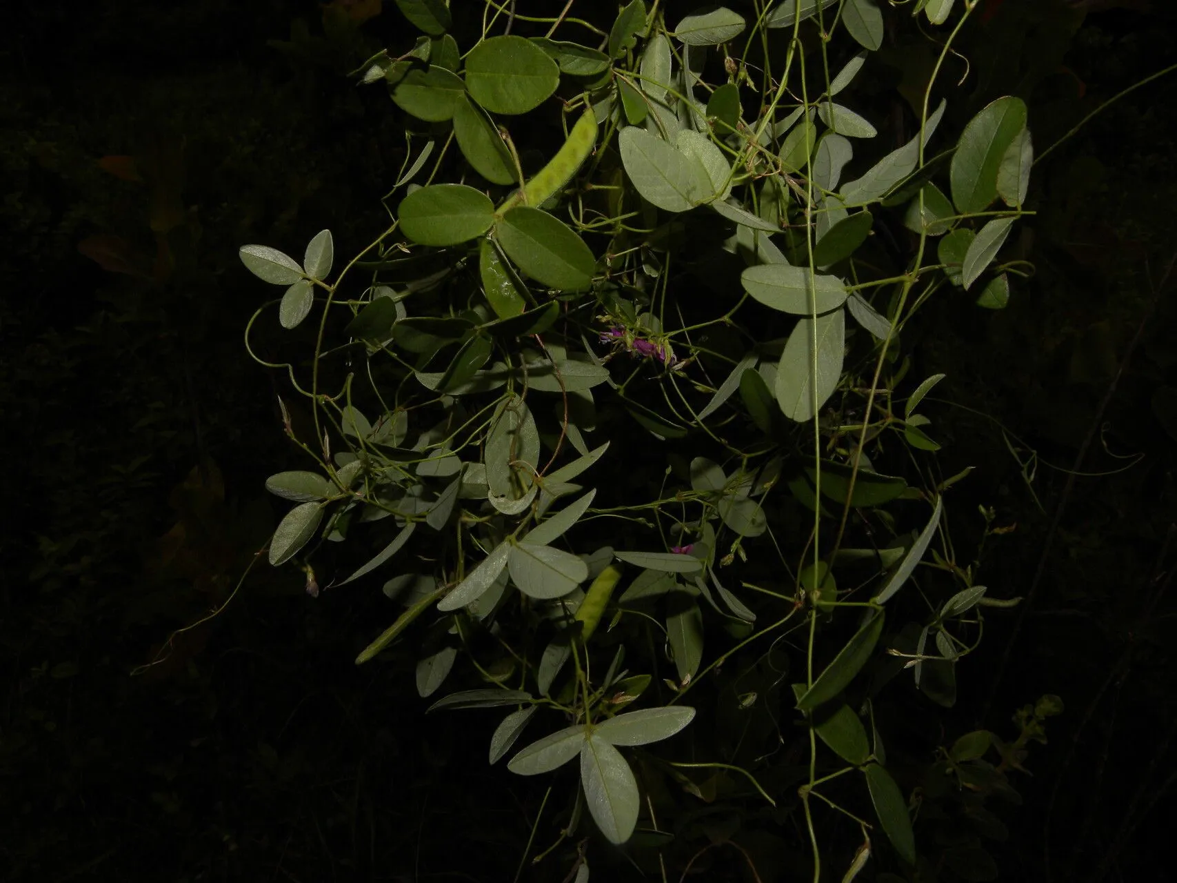 Florida hammock milkpea (Galactia striata, Symb. Antill. 2: 320 (1900))