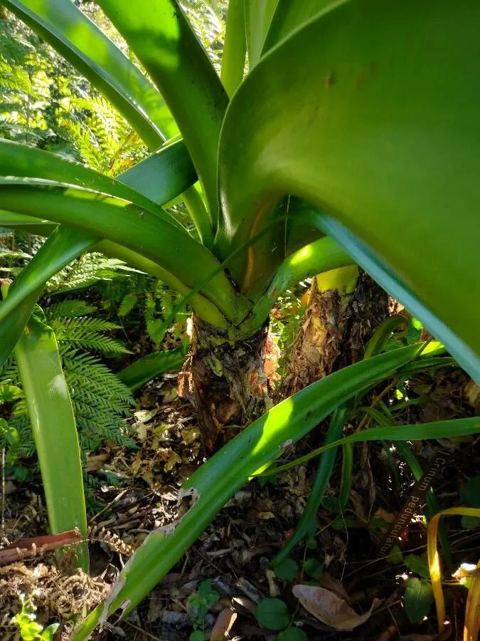 Poisonbulb (Crinum asiaticum, Sp. Pl.: 292 (1753))