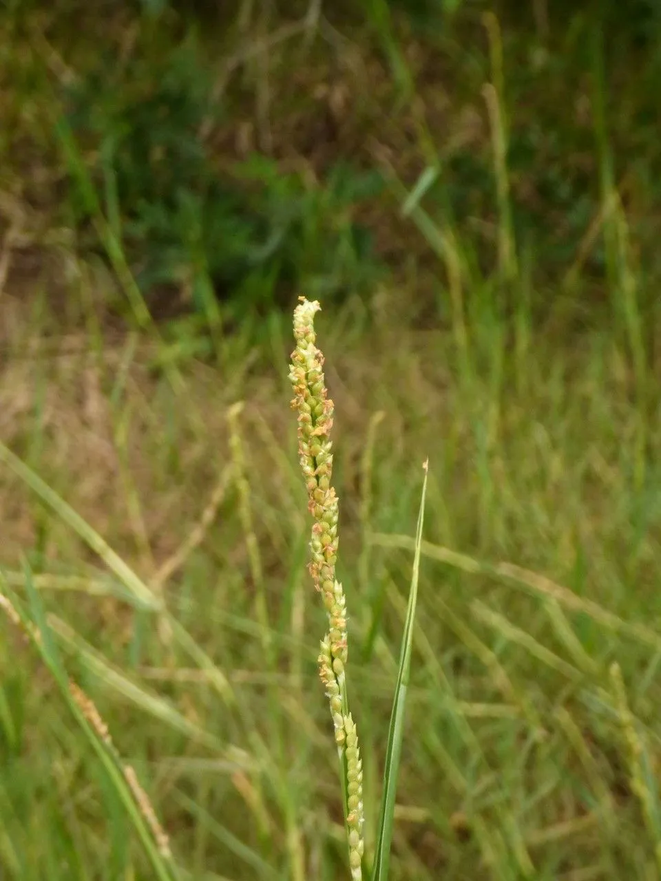 Egyptian paspalidium (Setaria geminata, Blumea 39: 377 (1994))