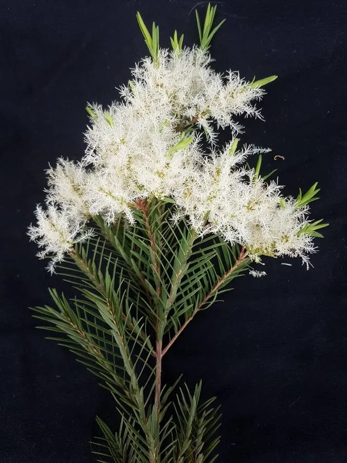 Narrow-leaf paperbark (Melaleuca linariifolia, Trans. Linn. Soc. London 3: 278 (1797))