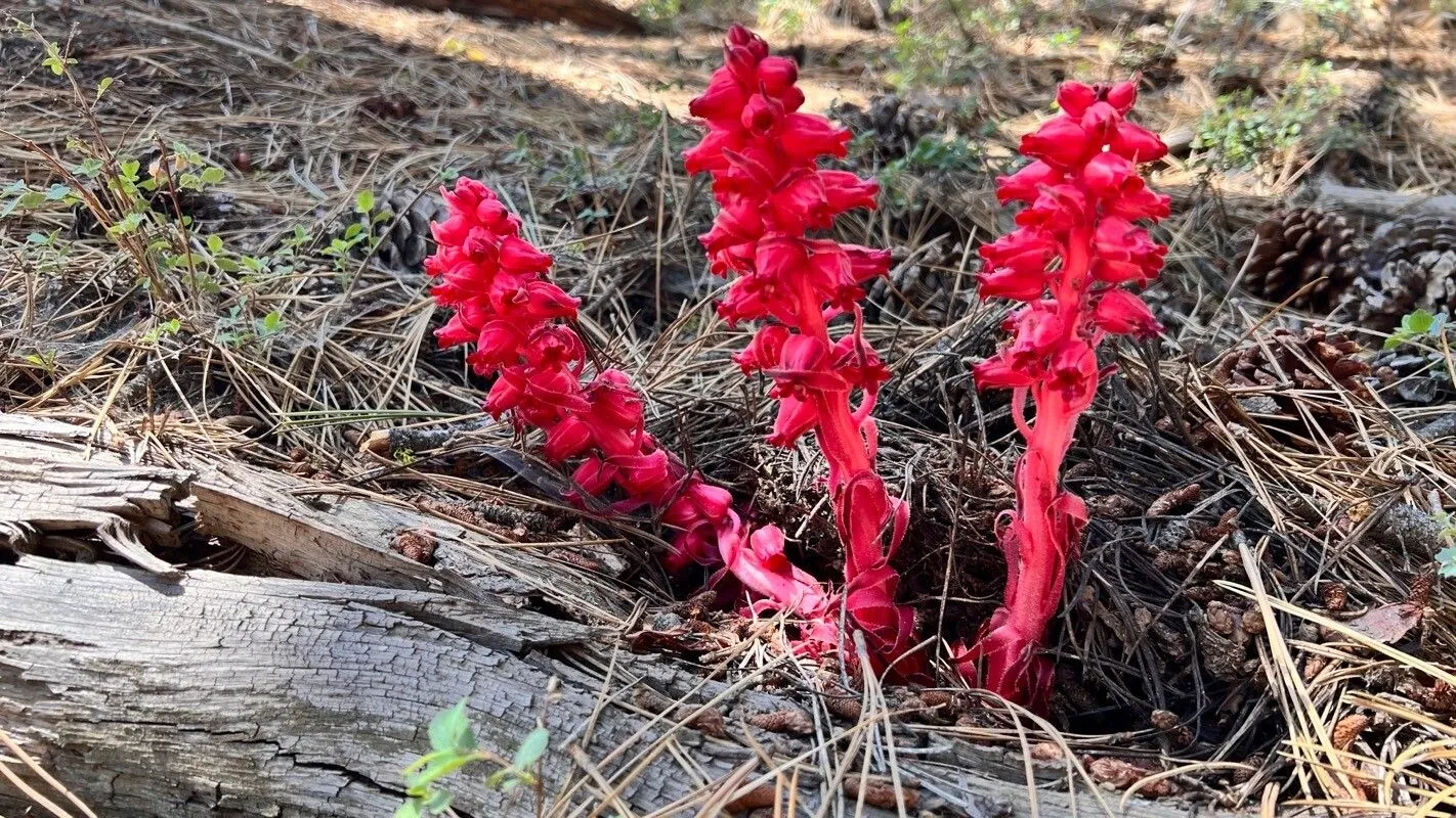 Snowplant (Sarcodes sanguinea, Proc. Amer. Assoc. Advancem. Sci. 4: 193 (1851))