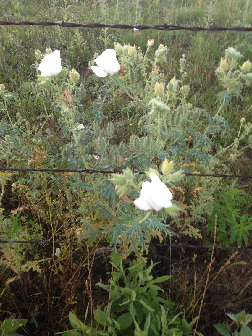 Bluestem pricklypoppy (Argemone albiflora, Hort. Bot. Hafn. 2: 469 (1815))