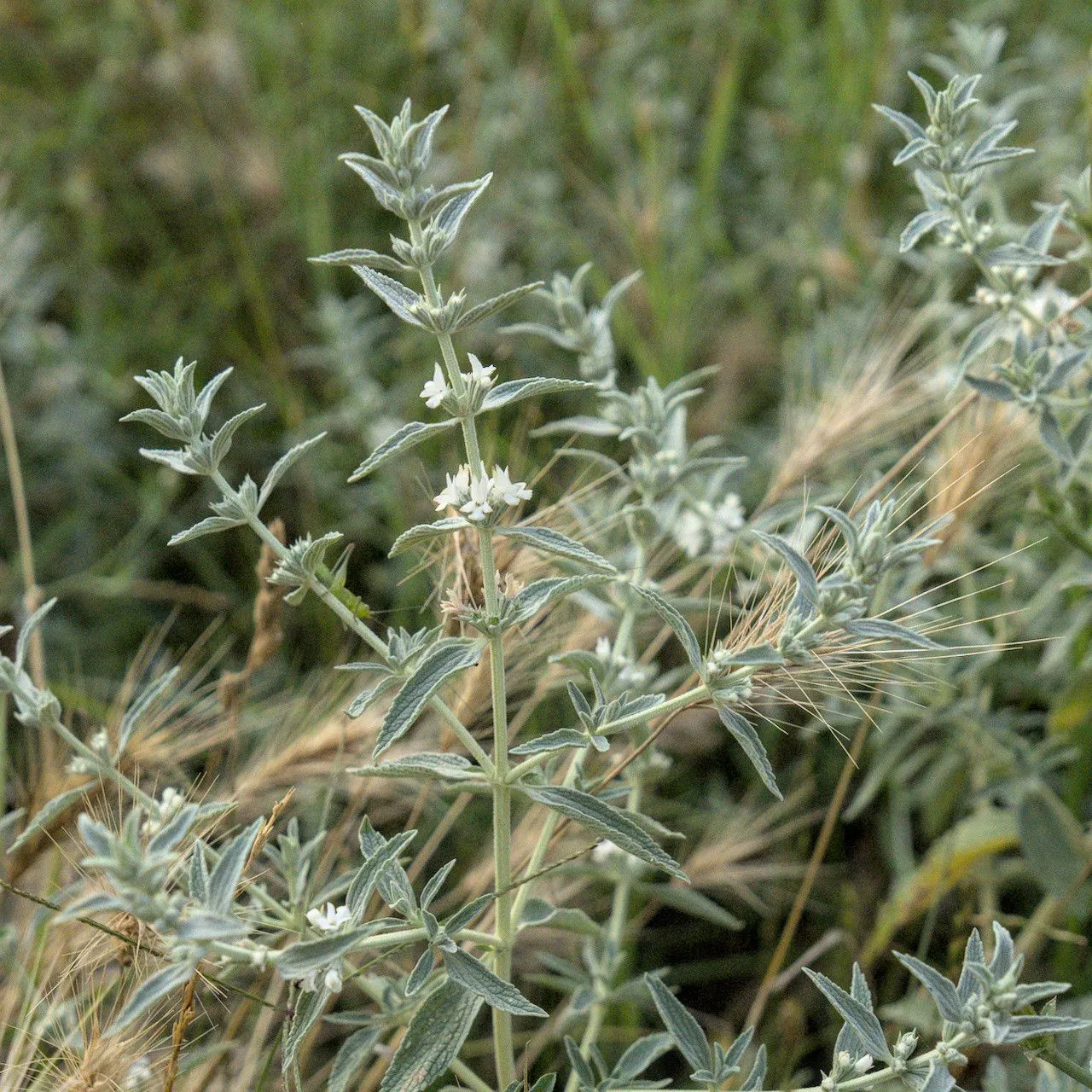 Horehound (Marrubium peregrinum, Sp. Pl.: 582 (1753))