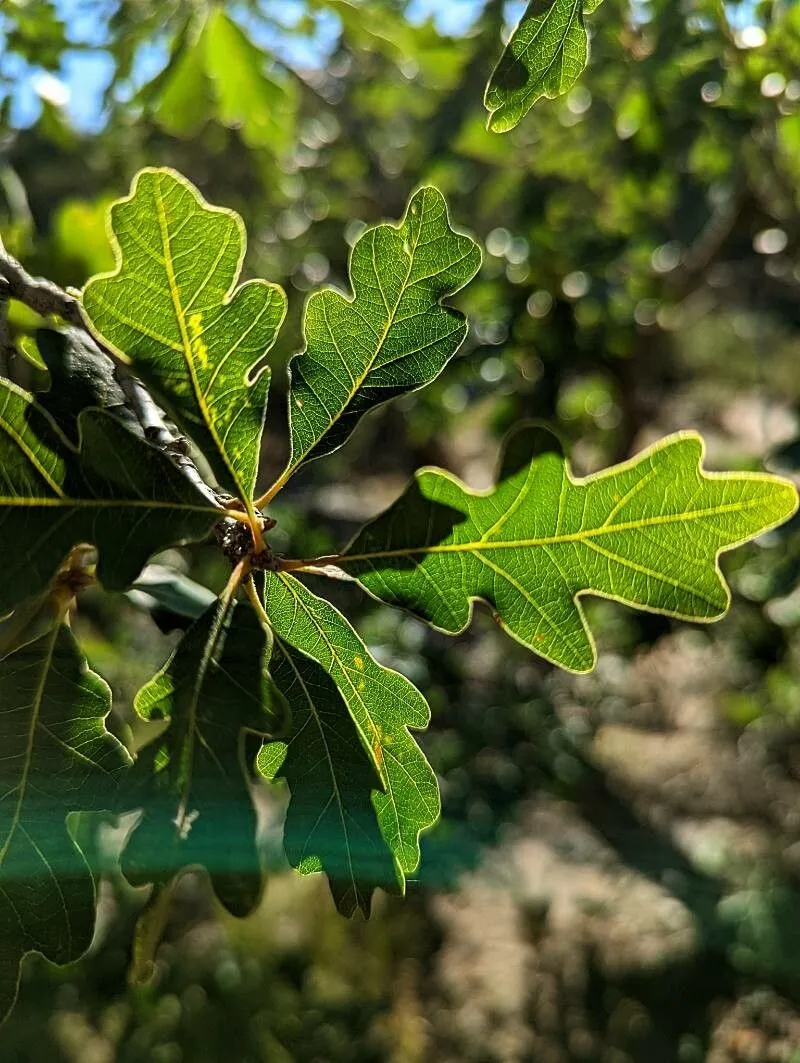 Gambel oak (Quercus gambelii, J. Acad. Nat. Sci. Philadelphia 1: 179 (1847))