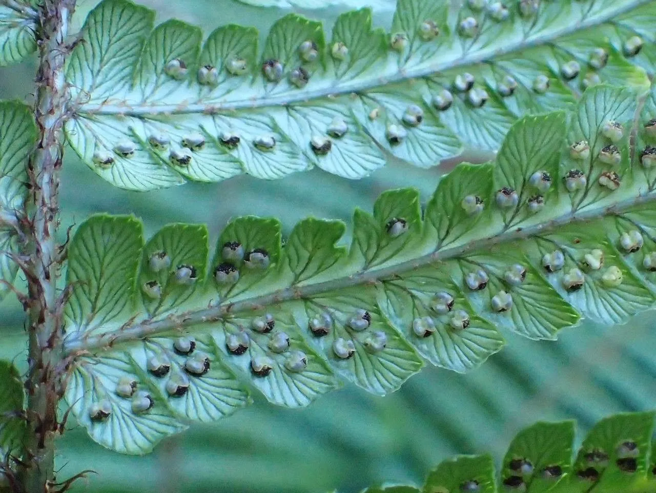 Alpine woodfern (Dryopteris wallichiana, Bot. Not. 1953: 352 (1953))