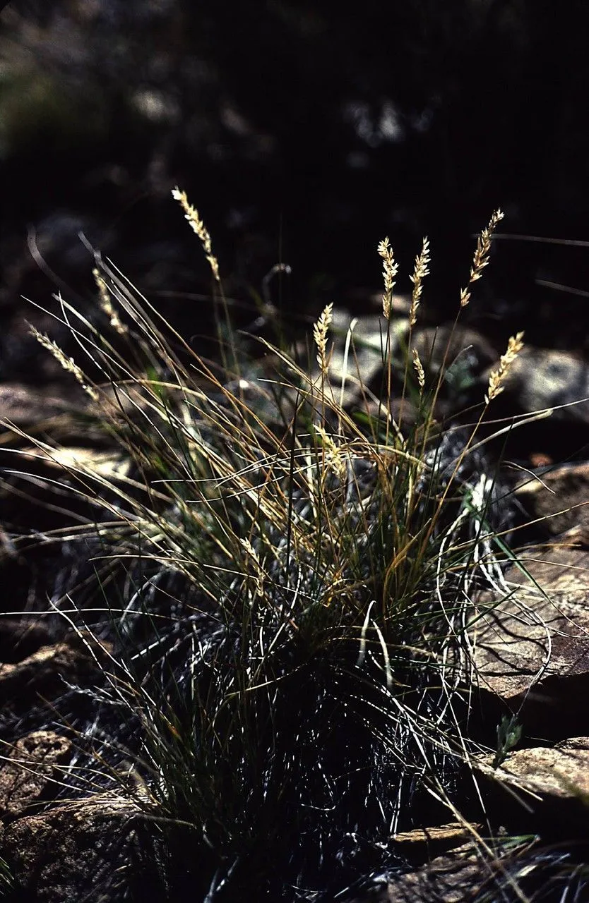 Mutton bluegrass (Poa fendleriana, Bull. Div. Bot. U.S.D.A. 13(2): t. 74 (1893))