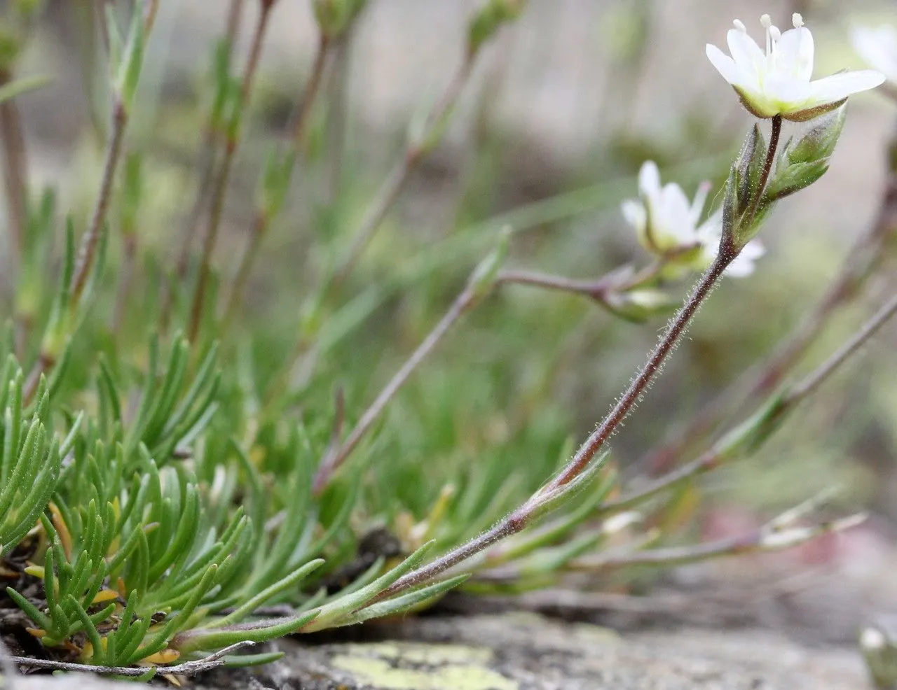 Recurved sandwort (Minuartia recurva, Bull. Herb. Boissier, sér. 2, 7: 404 (1907))