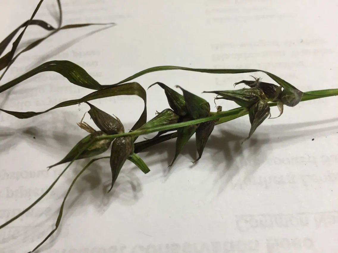 Greater bladder sedge (Carex intumescens, Trans. Linn. Soc. London 7: 97 (1804))