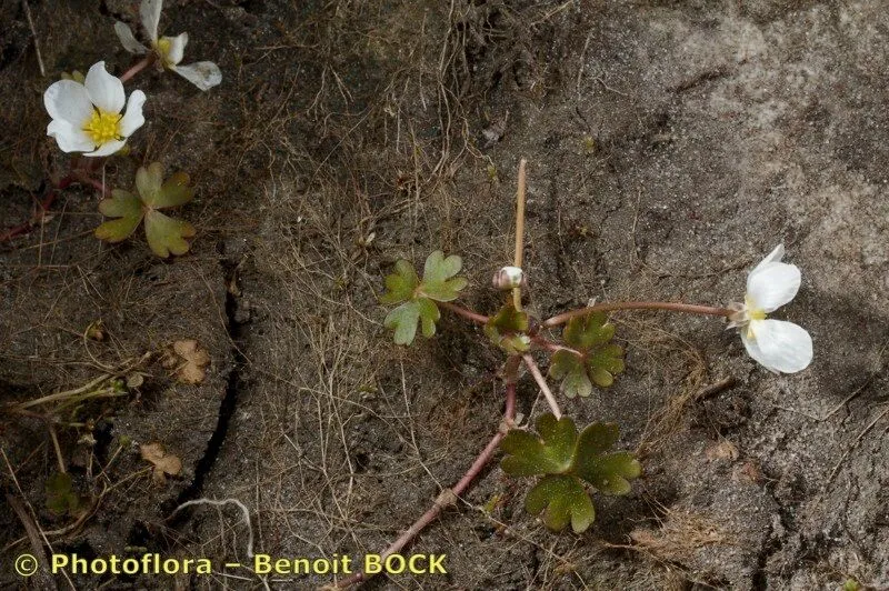 White-flowered buttercup (Ranunculus ololeucos, Fl. Loire-Inf.: 3 (1844))