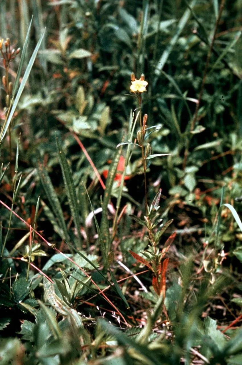 Small sundrops (Oenothera perennis, Syst. Nat. ed. 10, 2: 998 (1759))