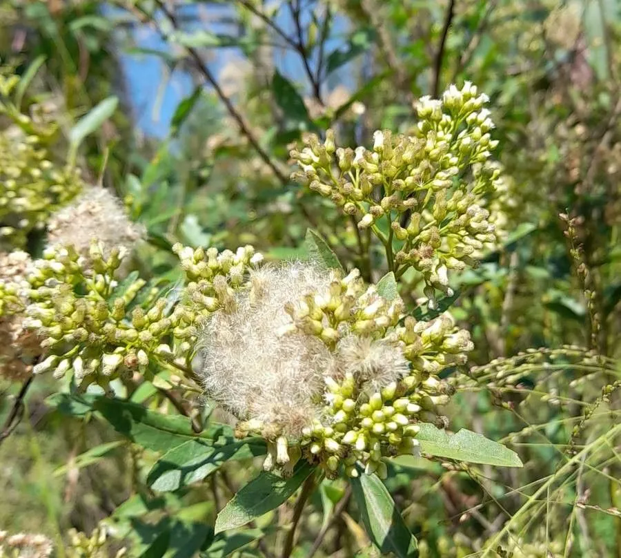 Emory’s baccharis (Baccharis salicina, Fl. N. Amer. 2: 258 (1842))