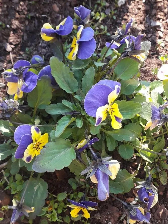 Johnny-jump-up (Viola tricolor, Sp. Pl.: 935 (1753))