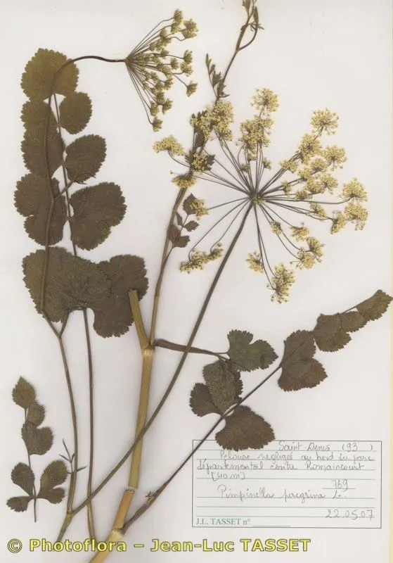 Southern burnet saxifrage (Pimpinella peregrina, Sp. Pl.: 264 (1753))