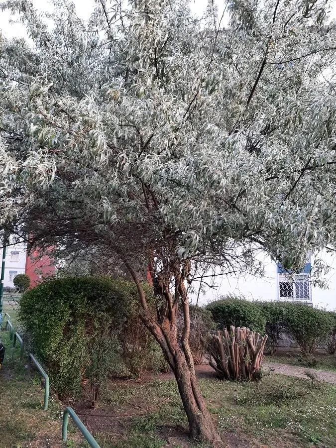 Russian-olive (Elaeagnus angustifolia, Sp. Pl.: 121 (1753))