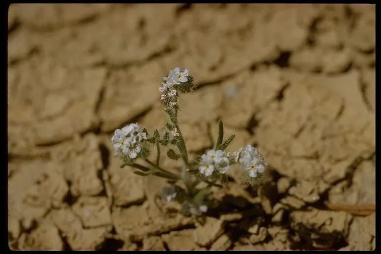 Popcorn-flower (Plagiobothrys nothofulvus, Proc. Amer. Acad. Arts 20: 285 (1885))