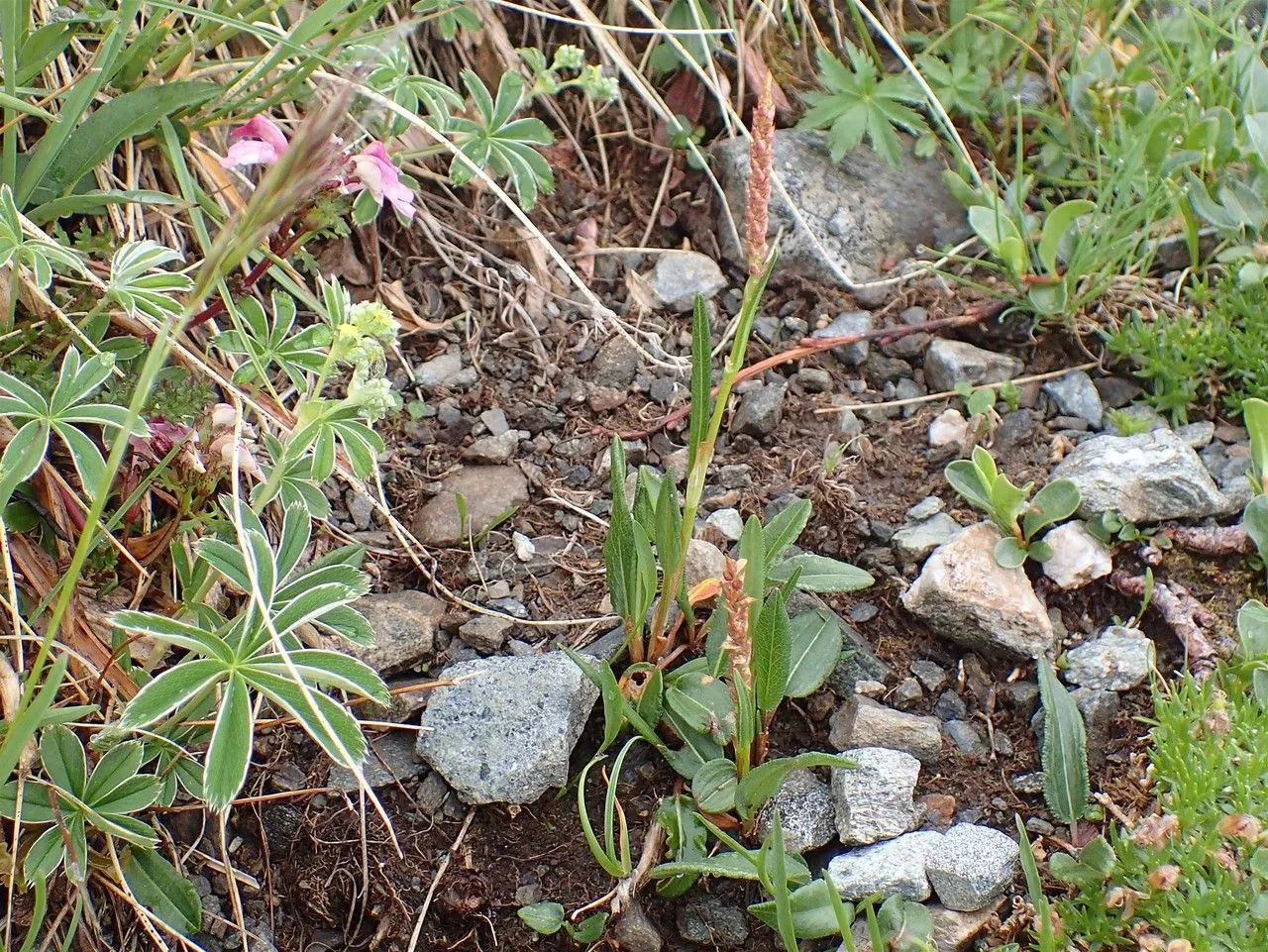 Alpine bistort (Bistorta vivipara, Fl. Auvergne, ed. 2, 2: 516 (1800))