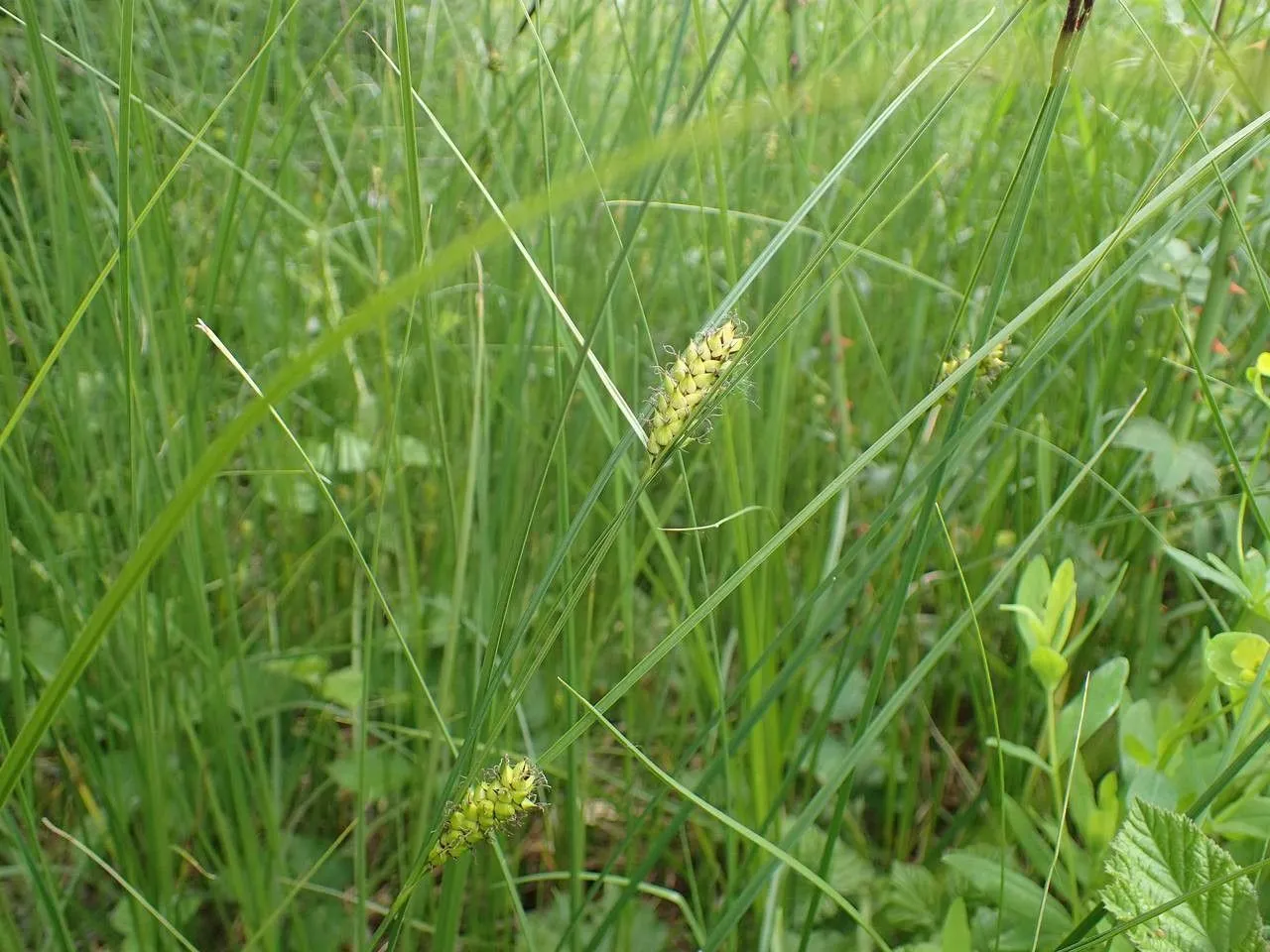 Great plains sedge (Carex melanostachya, Sp. Pl., ed. 4, 4: 299 (1805))