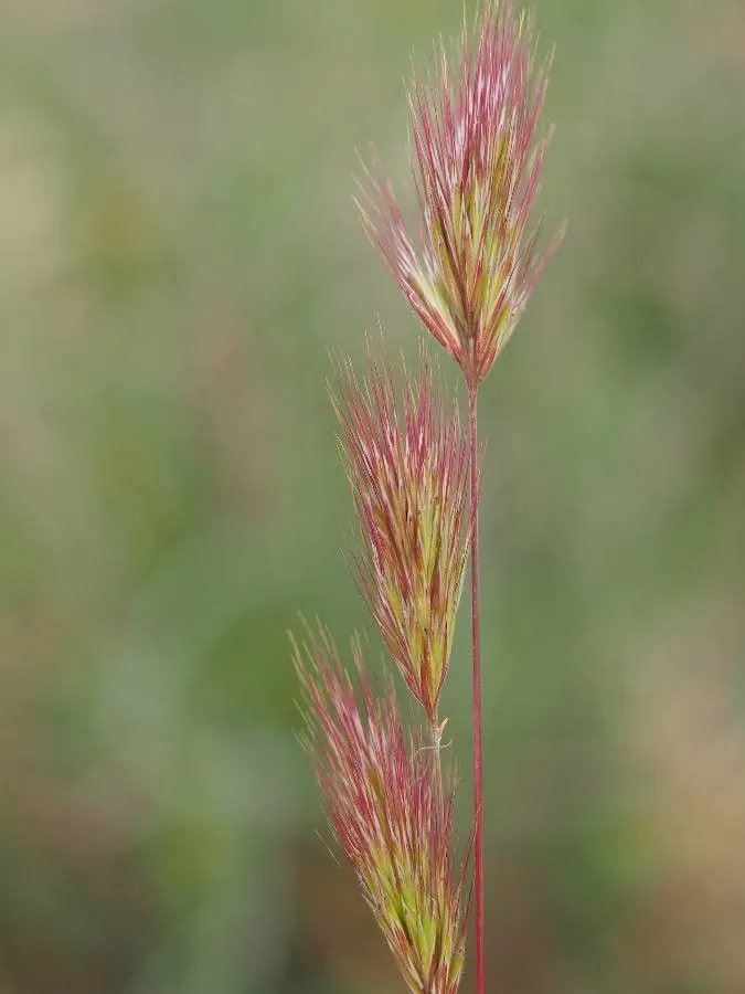 Foxtail brome (Bromus rubens, Cent. Pl. I: 5 (1755))