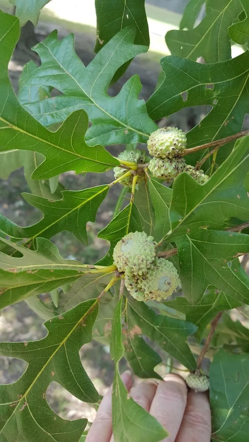 Swamp post oak (Quercus lyrata, Fl. Carol.: 235 (1788))