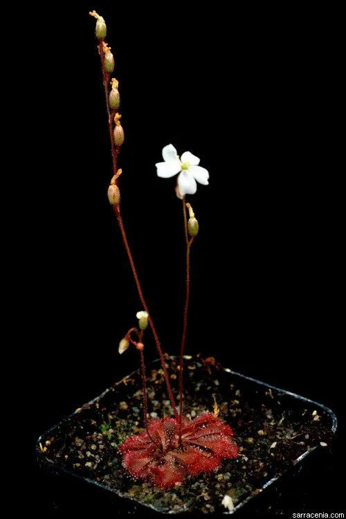 Dwarf sundew (Drosera brevifolia, Fl. Amer. Sept. 1: 211 (1813))