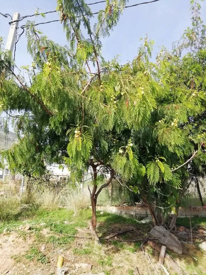 Coffeebush (Leucaena leucocephala, Taxon 10: 54 (1961))